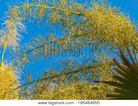 Fan Palm Tree On Day Time.