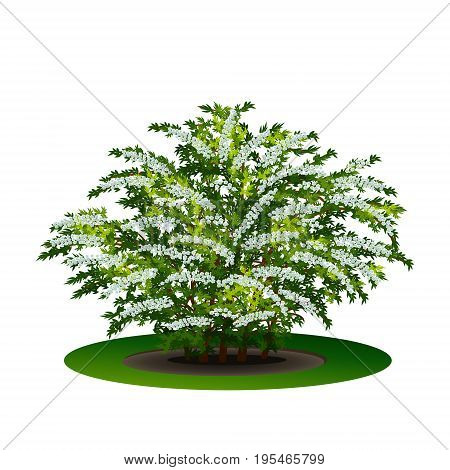 bush spirea with green leaves and flowers on white background