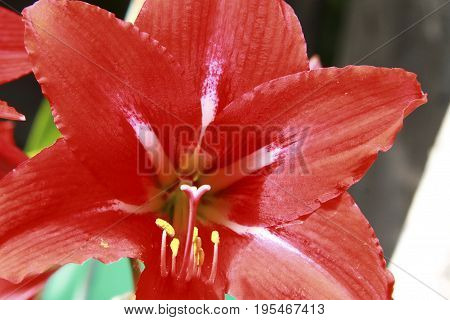 Blooming red amaryllis in the summer garden