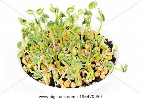 Young lupin bean plants in white plastic tray over white. Seedlings from lupini bean kernels in potting compost. Green sprouts and leafs of yellow speckled legume seeds. Lupinus mutabilis. Macro photo