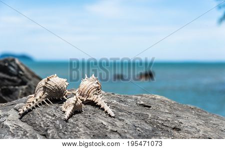 Marine Predatory Snail, Caltrop Murex (murex Tribulus) Shell Put On Stone.