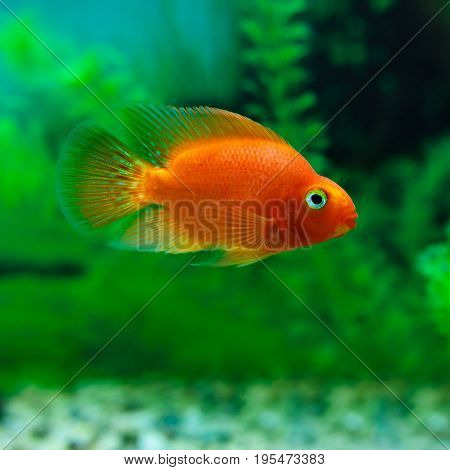 Red Blood Parrot Cichlid In Aquarium Plant Green Background. Goldfish, Funny Orange Colorful Fish -