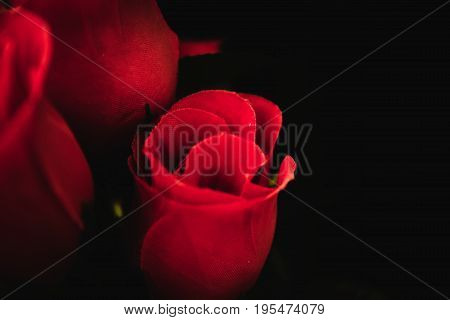 Bunch of Rose flowers on a dark background