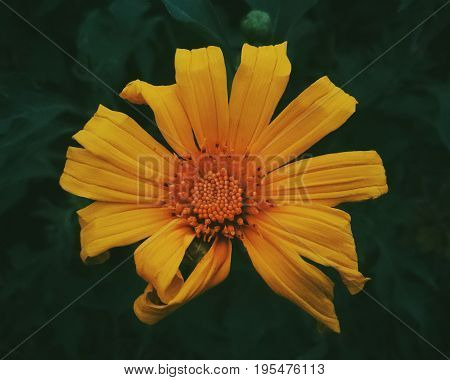 Nature's gift - Vibrant yellow daisy flower in a garden.