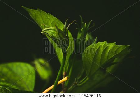 Flora - Shot of a bud ready to blossom