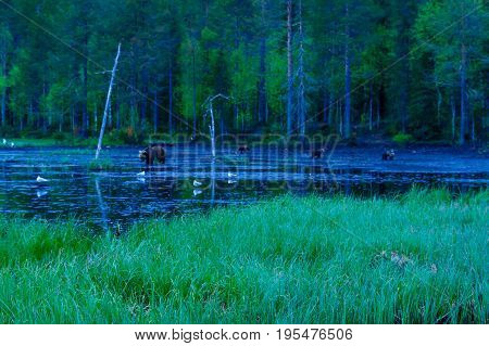 Brown Bear Family, In Kuusamo Region