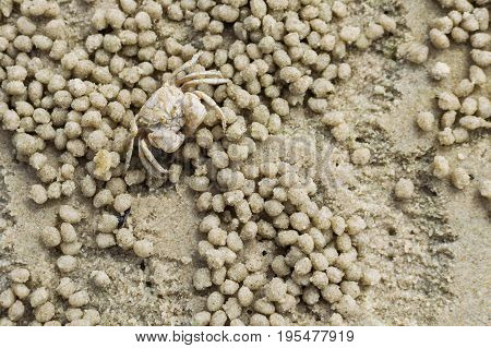 Small ghost crab making sand ball and digging hole in sand beach with twinkle sand background