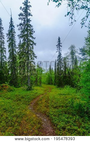 Rykimakero Trail, In Pyha-luosto National Park