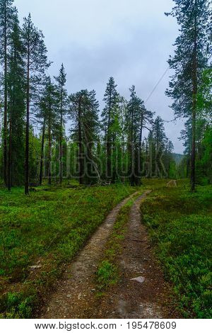 Rykimakero Trail, In Pyha-luosto National Park