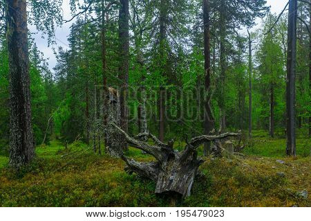 Rykimakero Trail, In Pyha-luosto National Park