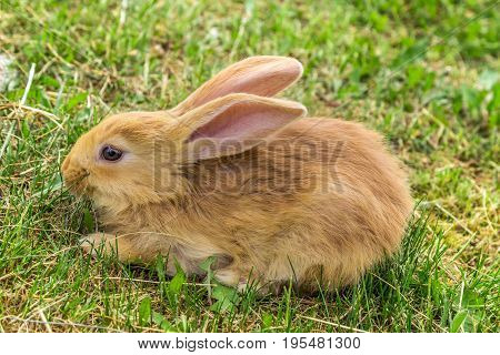 young red rabbit is sitting on grass, side view