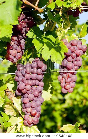 grapevine in vineyard (gewurztraminer), Alsace, France