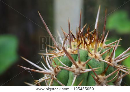 A large very spiky cactus with large thorns