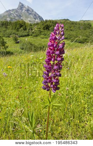 Beautiful Lupin Flower, Austria