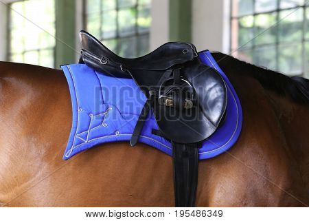 Horizontal shot of a black leather saddle with stirrups on back of a young stallion