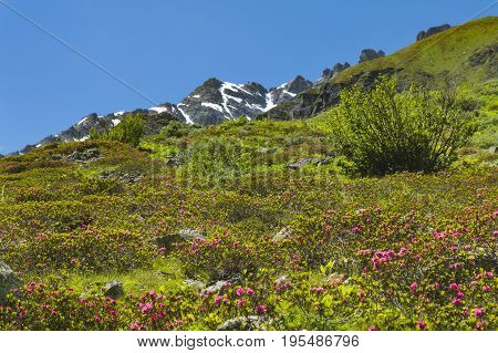 Alpine Roses In Summer, Austria