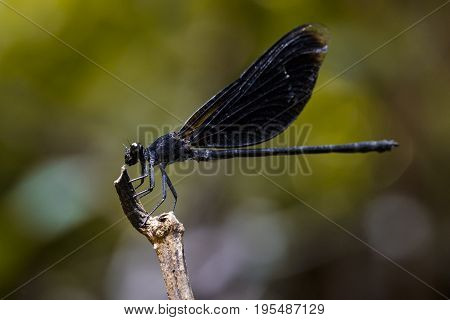 Image of Euphaea Masoni Dragonfly on dry branches on nature background. Insect Animal