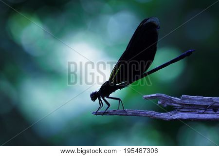 Image of Euphaea Masoni Dragonfly on dry branches on nature background. Insect Animal