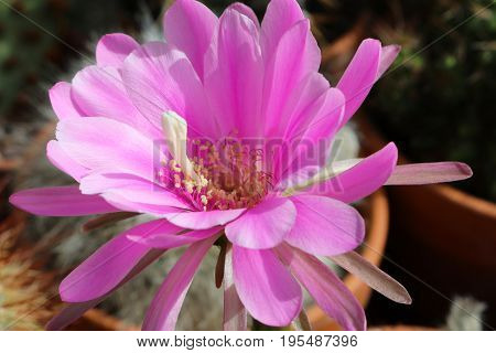 Cactus pseudolobivia obrepanda with large pink flower