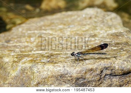 Image of Common Blue Jewel Dragonfly (Helioeypha biforata) on the rock. Insect Animal