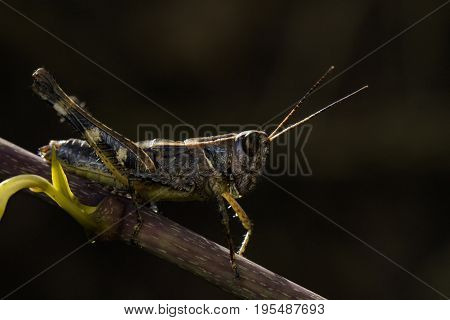 Image of grasshopper brown(Acrididae) on dry branches. Insect Animal