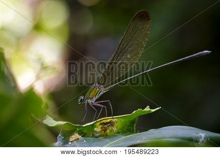 Image of Vestalis gracilis dragonfly(Amphipterygidae) on green leaves. Insect Animal.