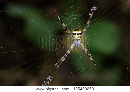 Image of multi-coloured argiope spider (Argiope pulchellla. ) in the net. Insect Animal
