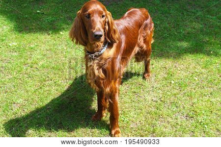 Dog breeds satter brown color on the lawn.