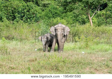 Wildlife of family Asian Elephant walking and looking grass for food in forest. Kui Buri National Park. Thailand.