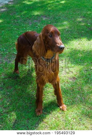 Dog breeds satter brown color on the lawn.