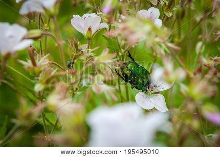 Cetonia aurata or Green Chafer beetle on a flowers flower field