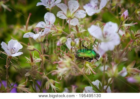 Cetonia aurata or Green Chafer beetle on a flowers flower field