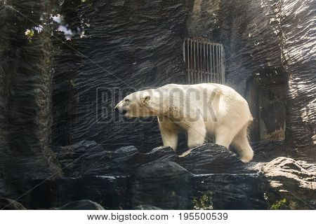 portrait of large white bear on ice in the zoo