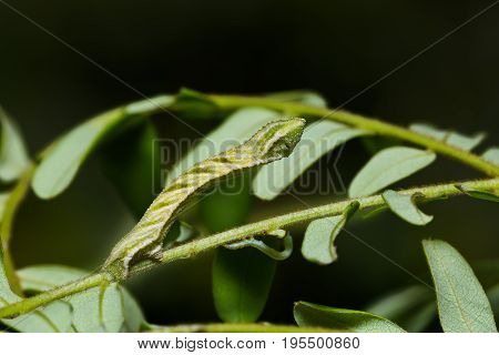 Pingasa Ruginaria Caterpillar