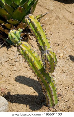 Cactus at Zoo of Los Angeles. California