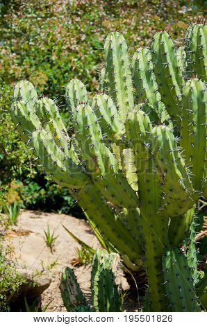 Cactus at Zoo of Los Angeles. California