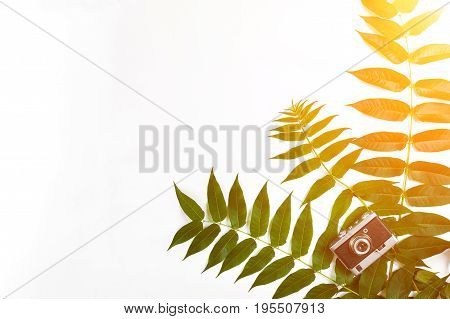 Green leaves and old camera on white background, Summer background. Top view. Copy space. Still life. Flat lay. Sun Flare
