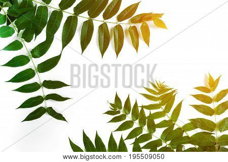 Green leaf branches on white background. flat lay, top view. Copy space. Still life. Sun Flare