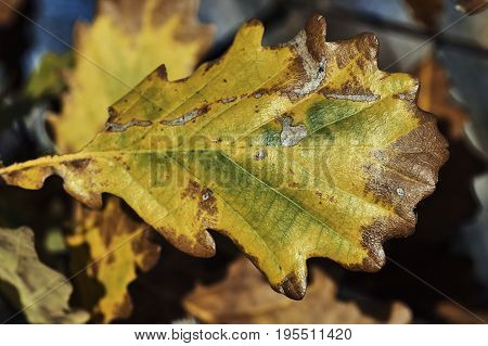 detail of autumn oak leaf area in Poland