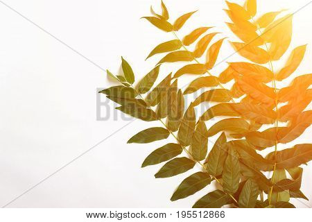 Green leaf branches on white background. flat lay, top view. Copy space. Still life. Sun Flare
