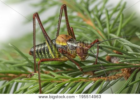 Tailed bush cricket - Barbitistes constrictus - macro photo
