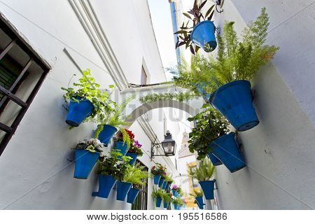 Flowers In Flowerpot On The White Walls On Famous Flower Street Calleja De Las Flores In Old Jewish
