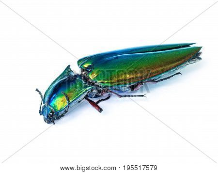 Close up body of jewel beetle on white background
