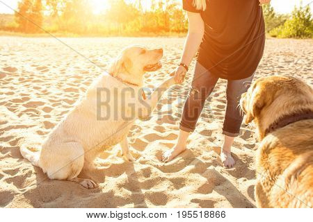 Two labrador friends playing on the beach. Two labradors on the sand with a young woman. Sun flare