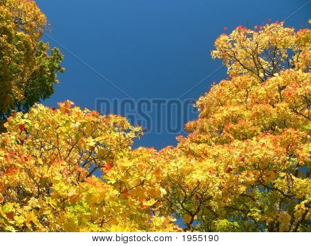 Colores del otoño