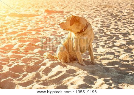 Labrador retriever on the beach. A red labrador sits on the sand. Sun flare
