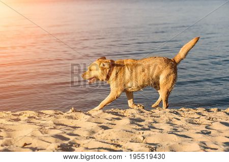 Labrador retriever on the beach. Red Labrador Runs On The Sand. Sun flare
