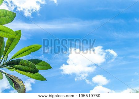 Frangipani, tropical tree plant in garden, temple tree, lantom or leelawadee tree, plumeria. Tropical Bali island.