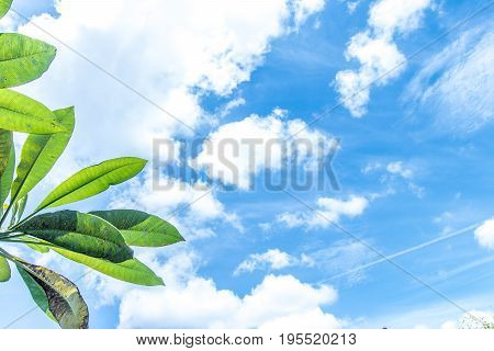 Frangipani, tropical tree plant in garden, temple tree, lantom or leelawadee tree, plumeria. Tropical Bali island.