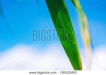 Green bamboo leaf on sky background.Background concept.